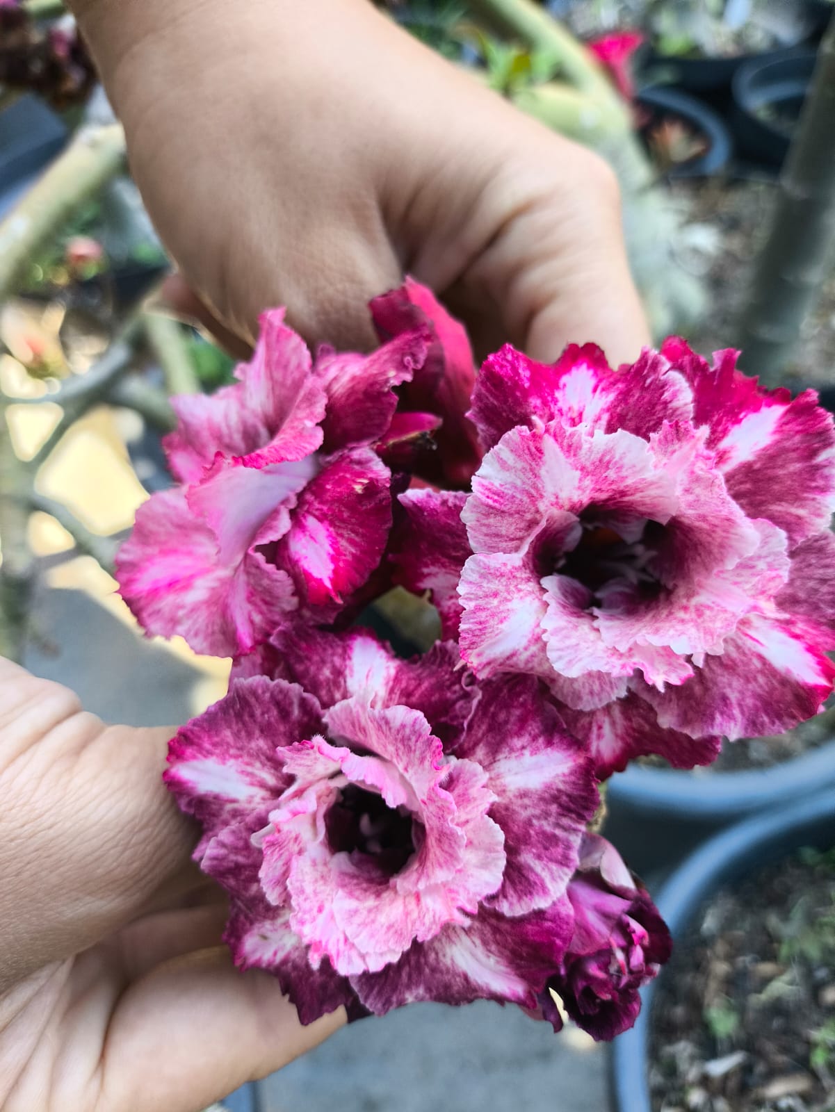 Pré Venda - Rosa do Deserto Mei Xiang 2 - Imagem 2