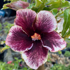 Baby  - Rosa do Deserto Grape Essence