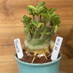 0112 02 Arabicum Triceratop Caudex Aranha