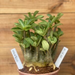 0112 05 Arabicum Megatron Caudex Aranha