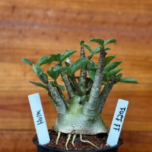 1112 01 Arabicum Hulk Caudex Aranha