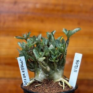 1112 03 Arabicum Megazord Caudex Aranha