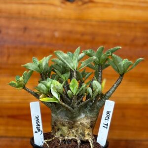 1112 04 Arabicum Jurassic Caudex Aranha