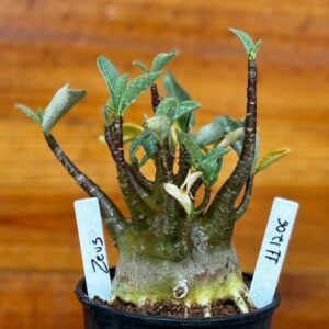 1112 05 Arabicum Zeus Black Caudex Aranha