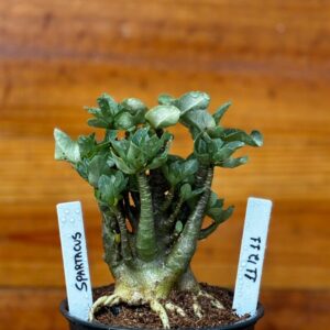 1112 11 Arabicum Spartacus Caudex Aranha