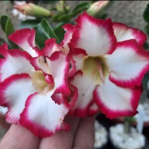 Podadinha - Rosa do Deserto Star Style