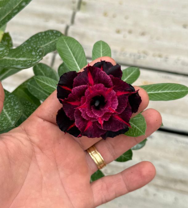 Podadinha - Rosa do Deserto Adonai