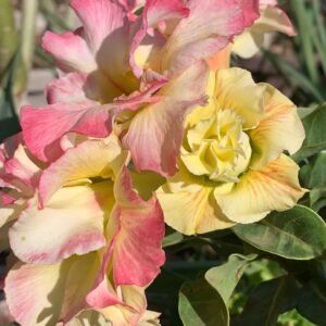 Pré Venda - Rosa do Deserto La Nina