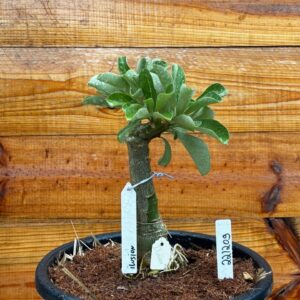 2212 09 Vaso 8 Litros Rosa do Deserto Ilusion