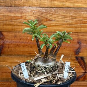 2212 11 Vaso 8 Litros Rosa do Deserto Lm50