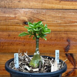 2212 19 Vaso 8 Litros Rosa do Deserto Carambola