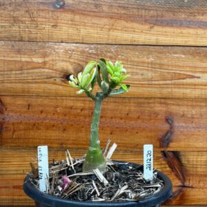 2212 20 Vaso 8 Litros Rosa do Deserto Indigo Glaze