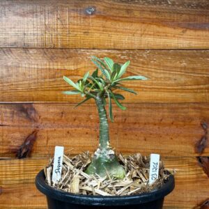 2312 01 Vaso 8 Litros Rosa do Deserto Duquesa