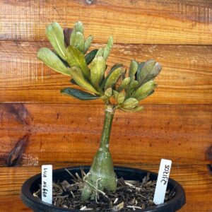 2312 05 Vaso 8 Litros Rosa do Deserto Lua Negra