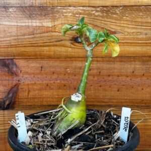 2612 07 Vaso 8 Litros Rosa do Deserto Kr 53