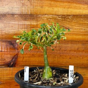 2612 11 Vaso 8 Litros Rosa do Deserto Fiona