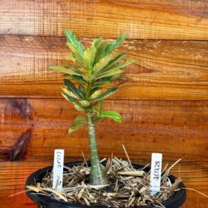 2612 28 Vaso 8 Litros Rosa do Deserto Lilac