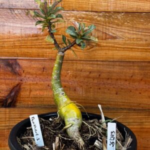 2612 43 Vaso 8 Litros Rosa do Deserto Dunhuang 2