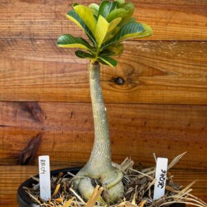 2612 47 Vaso 8 Litros Rosa do Deserto RA 04