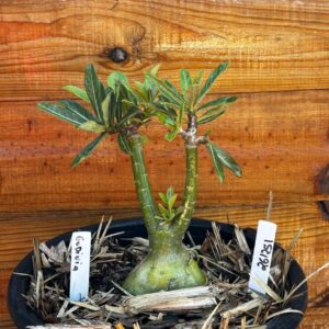 2612 51 Vaso 8 Litros Rosa do Deserto Godivia