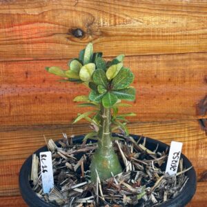 2612 52 Vaso 8 Litros Rosa do Deserto Rc 16