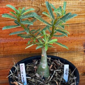 2612 53 Vaso 8 Litros Rosa do Deserto Rebeca Andrade