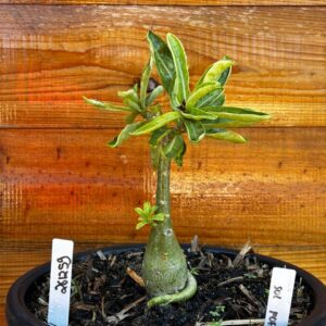 2612 59 Vaso 8 Litros Rosa do Deserto Sol Poente