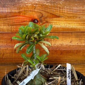 2612 60 Vaso 8 Litros Rosa do Deserto Dourada