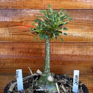 2612 64 Vaso 8 Litros Rosa do Deserto Fiona