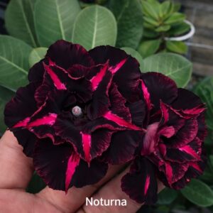 Baby - Rosa do Deserto Noturna