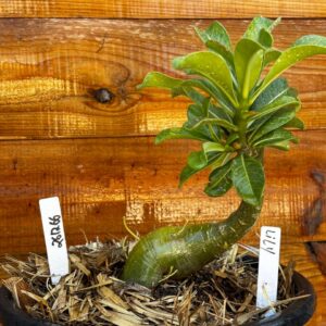 2612 66 Vaso 8 Litros Rosa do Deserto Lily