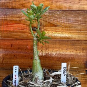 2612 69 Vaso 8 Litros Rosa do Deserto Céu Estrelado