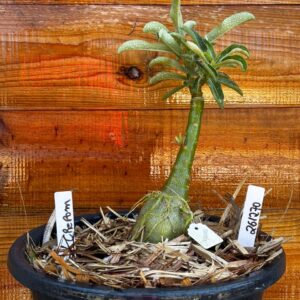 2612 70 Vaso 8 Litros Rosa do Deserto Crepom