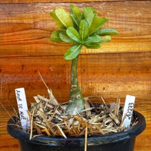 2612 73 Vaso 8 Litros Rosa do Deserto Amor de Mãe