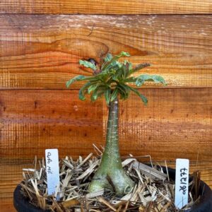 2612 77 Vaso 8 Litros Rosa do Deserto Ouro Mil