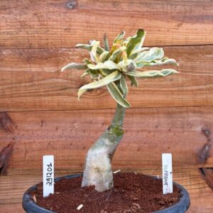 2912 01 Vaso 8 Litros Rosa do Deserto Suprema