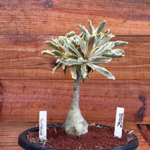 2912 02 Vaso 8 Litros Rosa do Deserto Suprema variegata