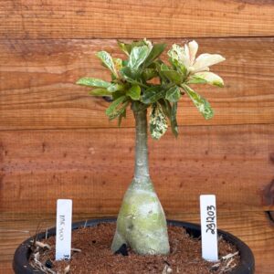 2912 03 Vaso 8 Litros Rosa do Deserto Variagato 500