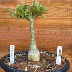 2912 04 Vaso 8 Litros Rosa do Deserto Barcelona