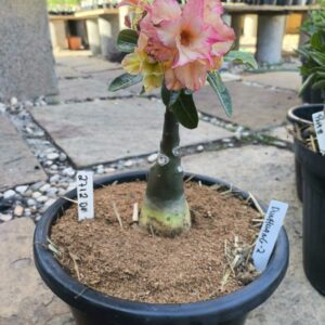 2712 01 Vaso 8 Litros Rosa do Deserto Dunhuang 2