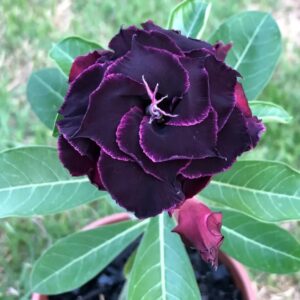 Pré Venda - Rosa do Deserto CN 102