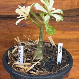 3012 01 Vaso 8 Litros Rosa do Deserto Variegata Porcelana