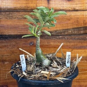 3012 02 Vaso 8 Litros Rosa do Deserto Respect