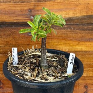 3012 04 Vaso 8 Litros Rosa do Deserto Mei xiang 2