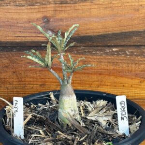 3012 05 Vaso 8 Litros Rosa do Deserto Crispum de Semente