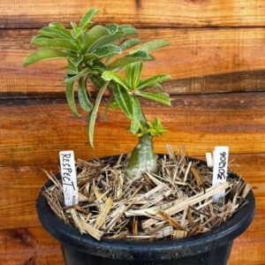 3012 06 Vaso 8 Litros Rosa do Deserto Respect