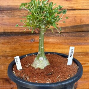 3012 07 Vaso 8 Litros Rosa do Deserto Fiona