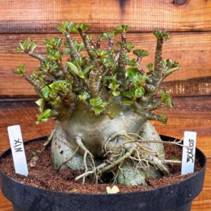 3012 05 Arabicum Nix - Adulta