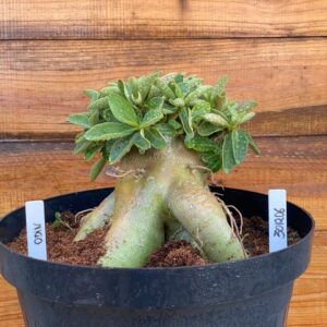 3012 06 Arabicum Odin - Adulta