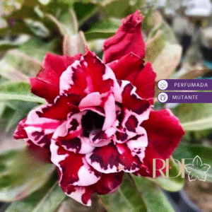 Pré Venda - Rosa do Deserto Incredibles